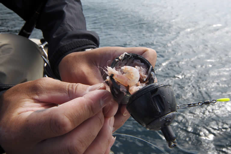 これが、カゴ釣りに使うカゴだよ。中にはコマセを詰めて、そこに付けエサも入れちゃうんだ。これを投げ入れると、タナに到達したときに水中でカゴが開いて、付けエサとコマセがカゴから出る。コマセの煙幕の中に付けエサが漂うのが理想なんだよ