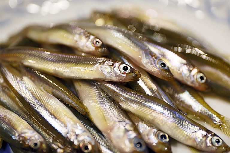 お目当てはこの新鮮ワカサギ。ビギナーでも百尾ねらえちゃうって本当？