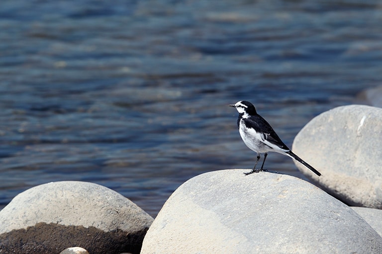 フライマンは鳥にも目ざとい。川面に急降下を繰り返していれば、鳥がハッチした虫を食べている証拠だ（写真はハクセキレイ）