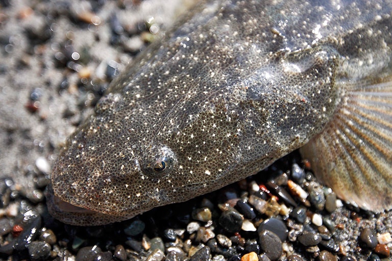 マゴチは平たくてでかい頭が特徴的。大きな口で小魚や甲殻類を捕食する。見た目はコワモテだが、肉質は繊細で上品な白身だ