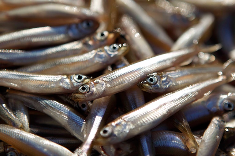 美しい山中湖のワカサギ。釣期が長いことでも知られ、初秋から晩春まで季節に応じた釣りを味わえる。もちろん食味は折り紙付きだ