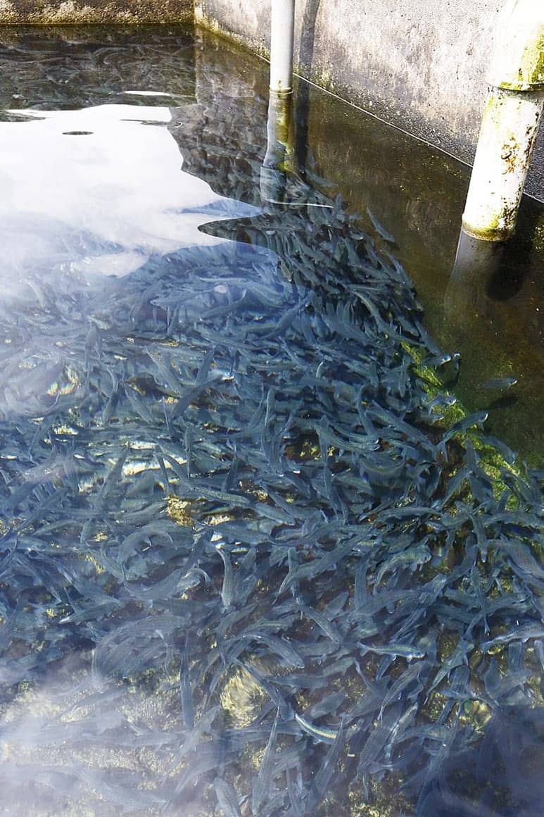 こちらはヒメマスの稚魚。4年後に成熟して釣り人を楽しませてくれる