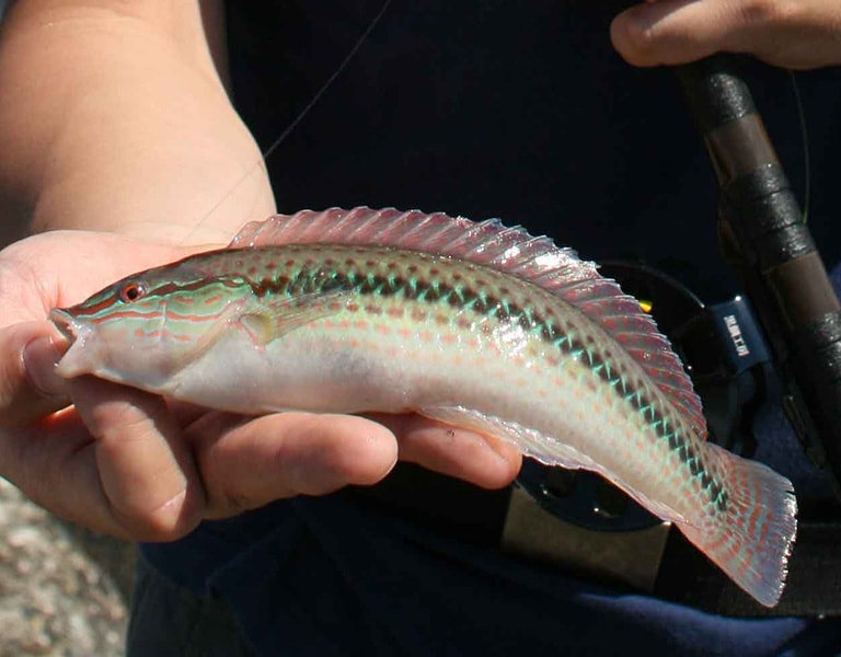 岩礁の周辺を好むキュウセンは、関西で人気の対象魚