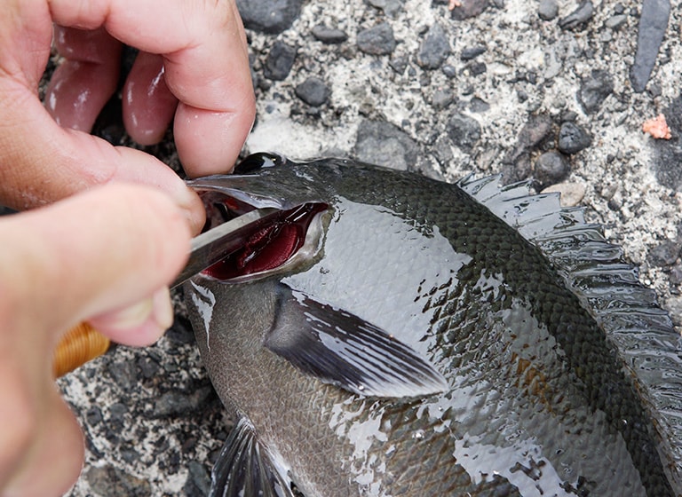 ナイフをエラから差し込んで背骨を断ち切り、海水の入ったバケツに入れて血抜きをする