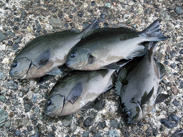 ウキ釣り チョイ投げ ではじめる海釣り入門 釣魚の食べ方 釣り方 釣り具解説 Honda釣り倶楽部 Honda