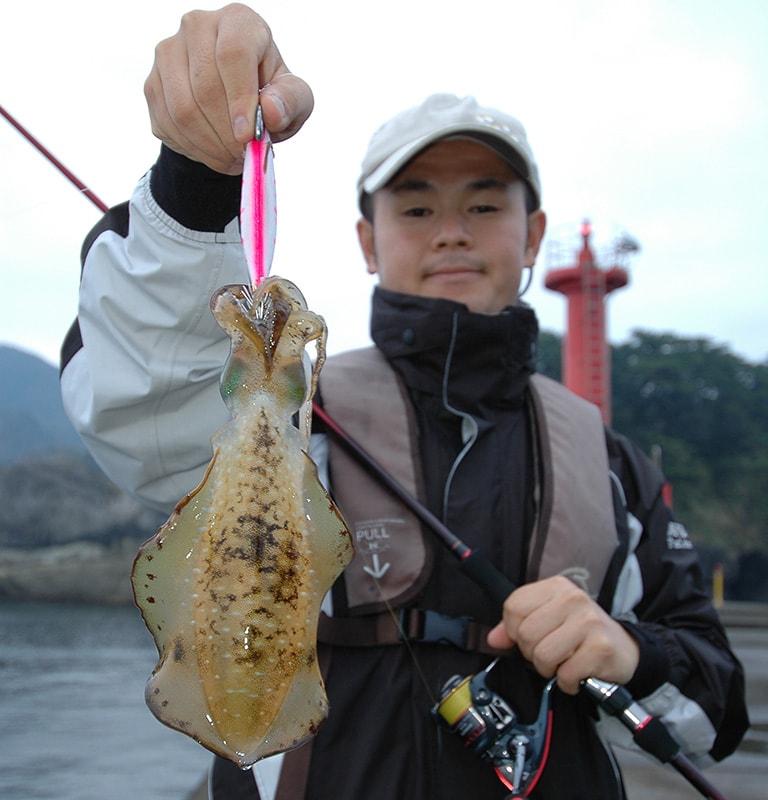 秋になると、その年の夏に生まれた小型のアオリイカがたくさん釣れる