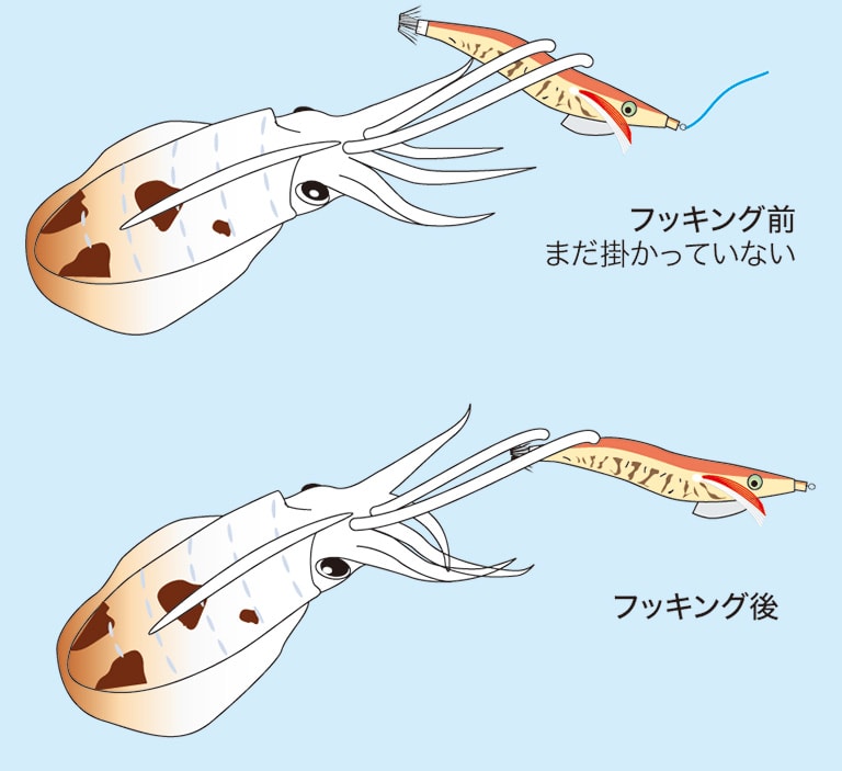 アオリイカは、フォール中のエギに腕を伸ばして抱きつくように捕らえる。だが、このままの状態ではハリ（カンナ）に掛かっていないことが多い。アタリを感じたらサオをあおってアワセを入れ、エギを動かしてしっかりとフッキングしよう。