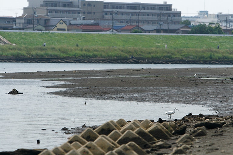 遠浅になった場所や干潟などには、テナガエビはあまり見られない。鳥や魚などにねらわれやすいからだろう。障害物があればその際を探ってみるのもいいが、エビよりもハゼなどの小魚がよく釣れるポイント