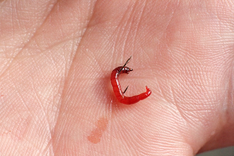 通し刺し