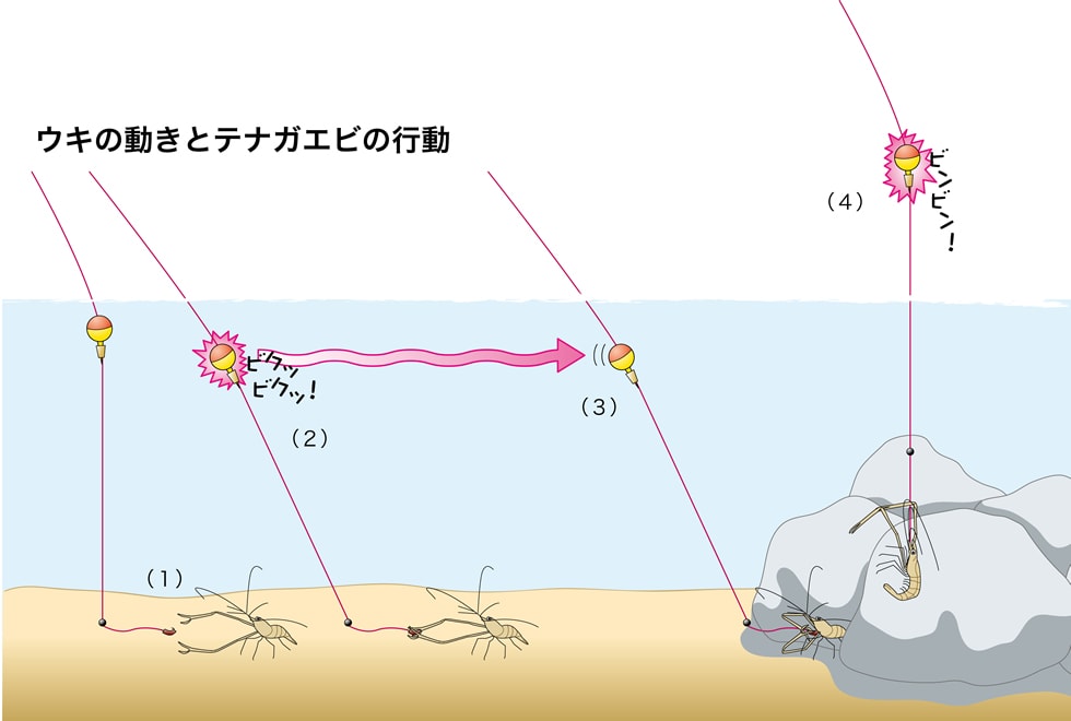 時期 テナガエビ ラクに楽しく簡単に