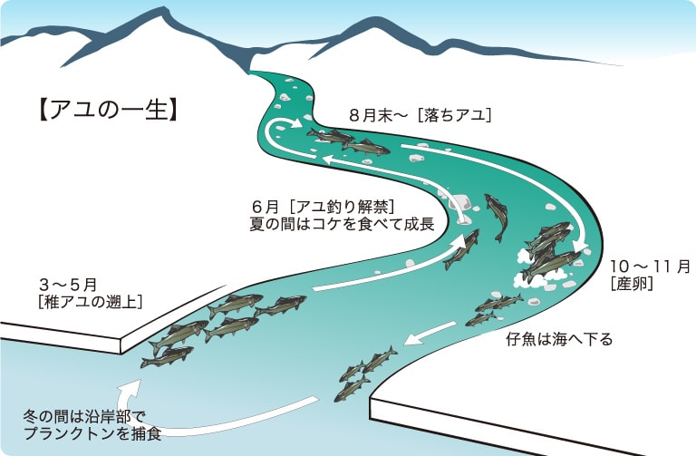 アユ釣り徹底攻略 友釣り のやり方をイチから詳しく解説 Honda釣り倶楽部 Honda