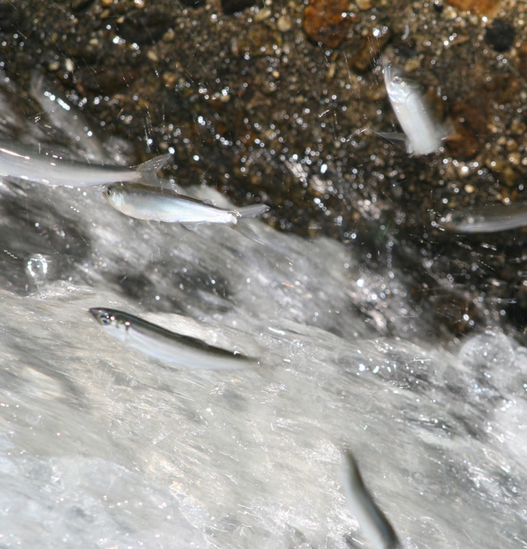 春になると、稚アユと呼ばれる小型のアユが海から川へと上がってくる。ほとんどの河川では禁漁期間が設定されていて、6月に解禁となる場所が多い。9月末ごろまでの約4ヶ月がアユ釣りのシーズンだ