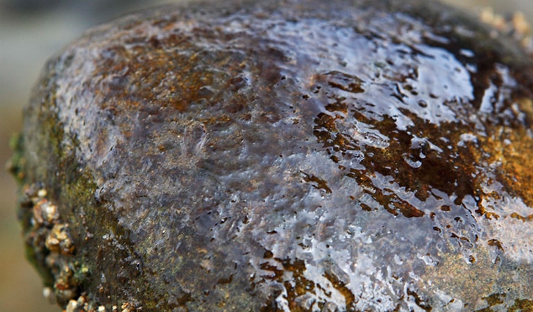日光を受けると川底の石にはコケが生える。アユが付いているポイントには、コケの上に「ハミあと」と呼ばれるアユの歯型が残る