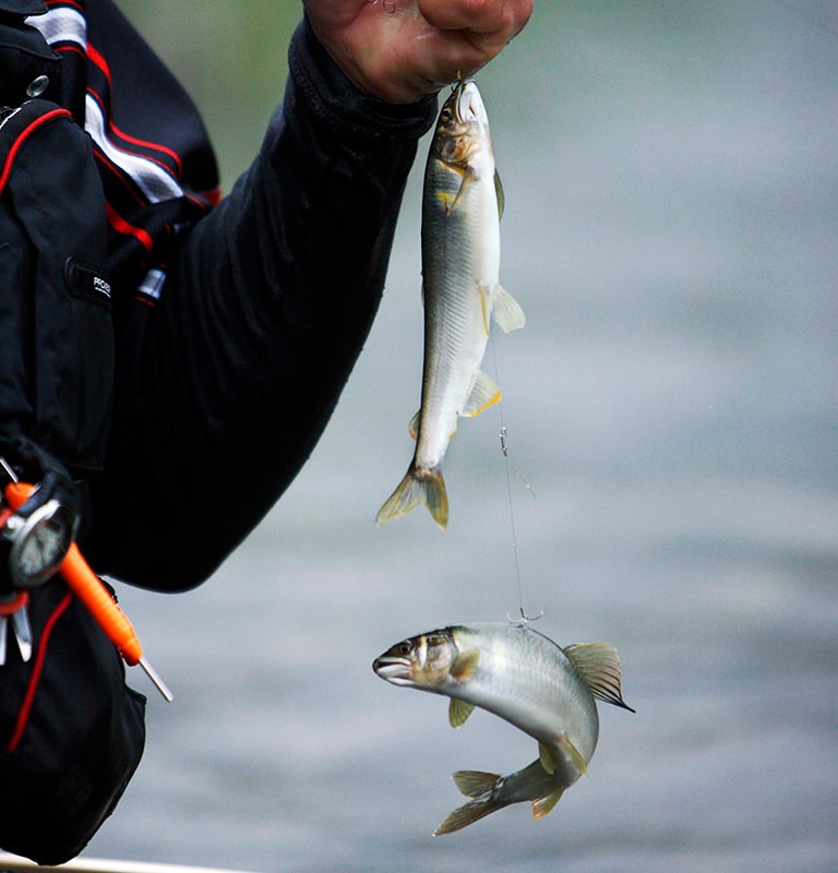 自分のなわばりに入ってきた魚にアタックする習性を利用したのが「友釣り」。オトリアユ（上）に仕掛けをセットして、体当たりしてきた野アユを掛けバリで釣るのだ