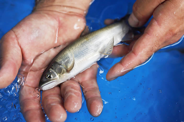 チェックポイントは、魚体に傷などの異常がないかどうか。また、長時間イケスに入っていた魚は鼻先が壁にぶつかってピンク色になっていることがあるので、そういった個体も避ける