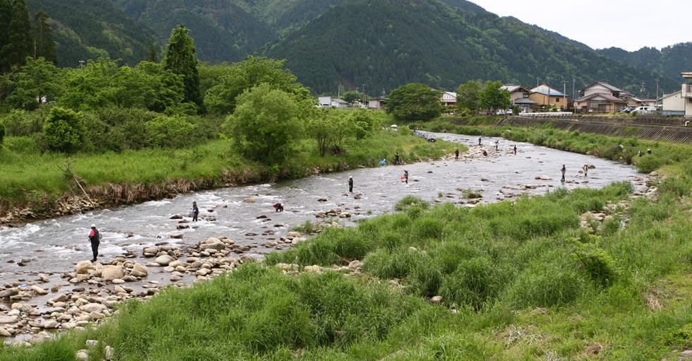 6月初旬には週末ごとに各地の河川でアユ釣りが解禁になる。混雑することもあるが、誰にでも釣りやすいので初級者にはうってつけのタイミングだ