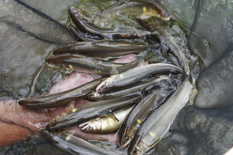 「引き釣り」「泳がせ釣り」