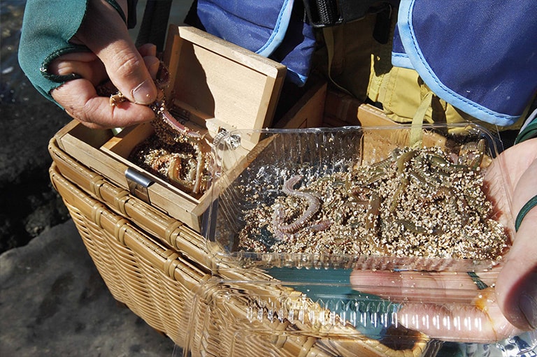 買ったアオイソメはプラスチックのパックに入っているので、これを2～3匹ずつエサ箱に移し、残りはクーラーかビクの中にしまっておこう。いっぺんに使うと暑さで弱ってしまう