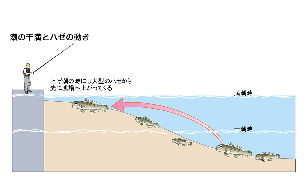 ハゼは上げ潮のタイミングで浅場にやってくる。満潮直前の2時間（A）がもっともねらいめ。また、干潮から潮が上げ始める時間帯（B）も食いが立ちやすい