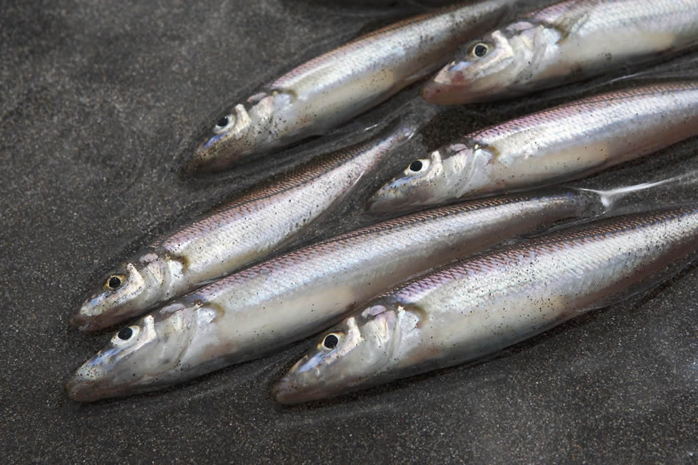 釣り方の手順