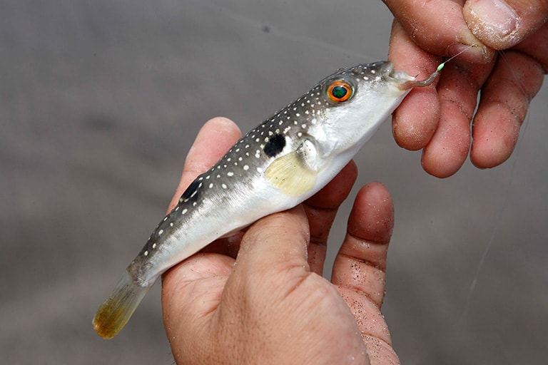 フグしか釣れない!?好奇心の強いフグは、オモリの着水音や仕掛けの飾り（ビーズなど）に惹かれて集まってくる。あまりにもヒドい場合は移動するしかない