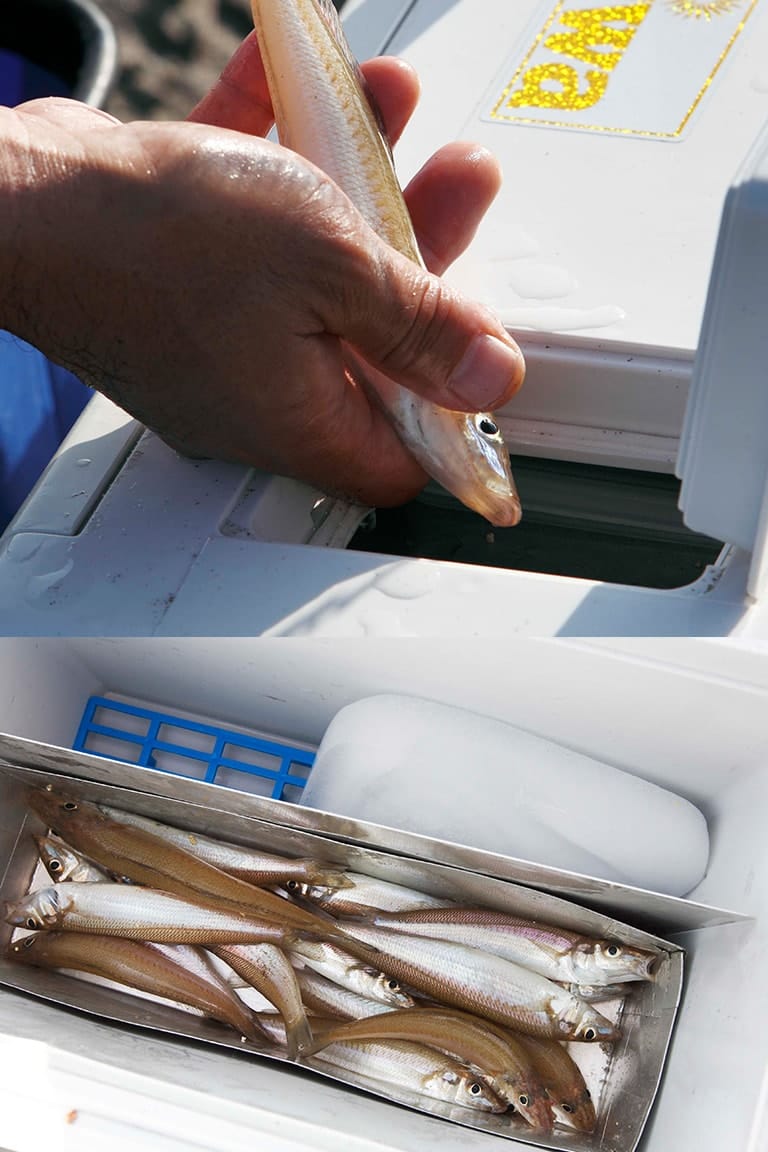 釣ったシロギスはすぐに冷えたクーラーのなかへ。金属製の箱を用意して魚を入れるとよく冷えやすい。魚と氷が直接触れないように注意しよう