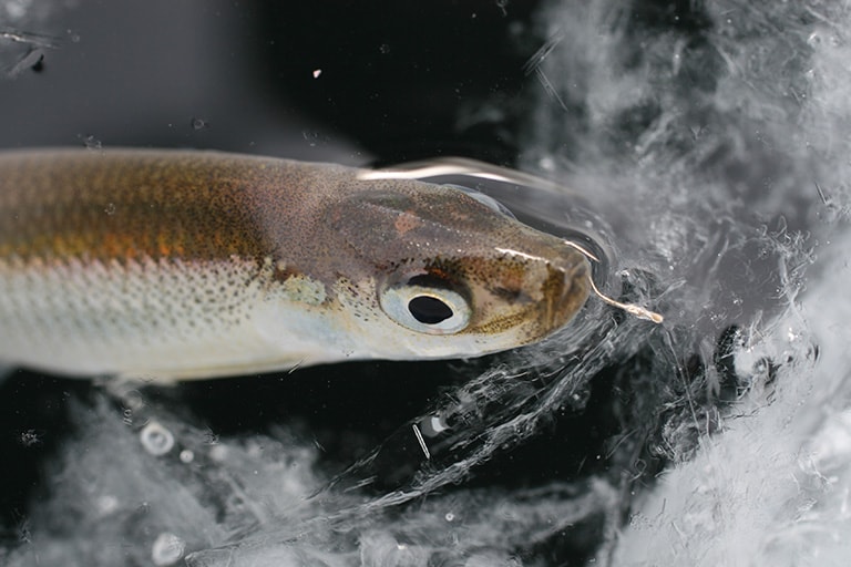 10cm前後の小さな魚だが、繊細なタックルを使うため小気味よいアタリが出て楽しませてくれる