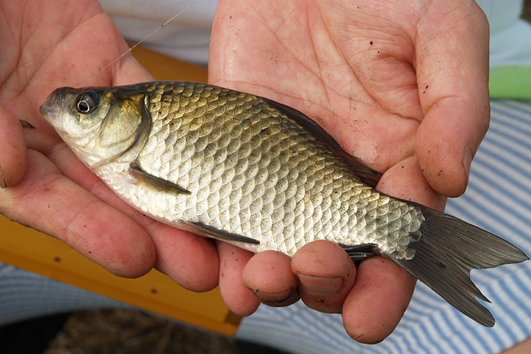 キンブナは最大で約15cm、ギンブナほどは大きく育たない。鱗の色で見分けることができる