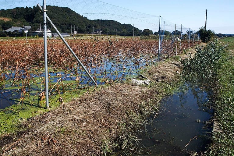 田んぼは稲刈りが終わると水を落とすが、ハス田（写真奥）などは周年水をたたえている。このような耕地の周辺にあるホソは水が動きやすい