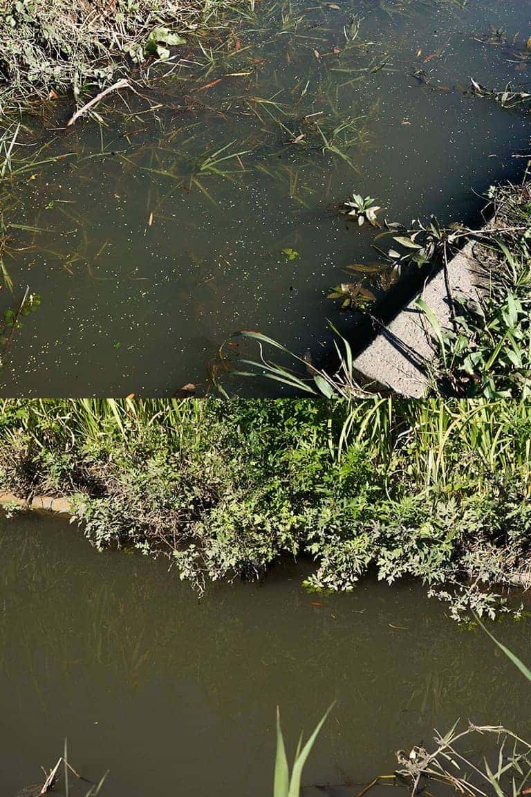 小ブナは障害物の周りを隠れ家にしていることも多い。水草のスキマや、岸辺から水面に覆いかぶさった植物の際などを正確にねらうことができれば釣果が伸びる