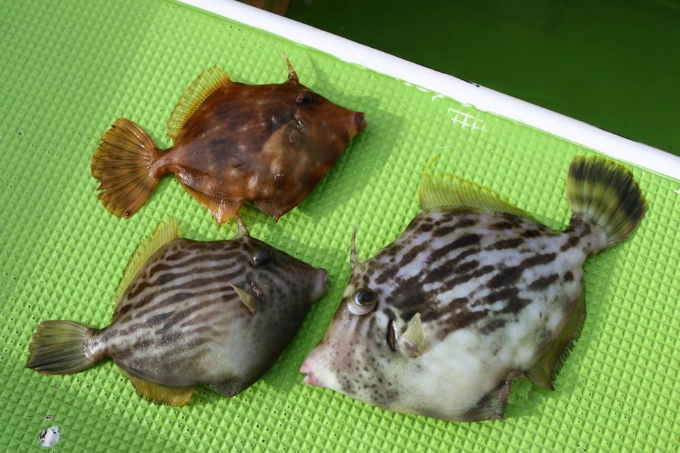 よく釣れるカワハギの大きさは20cm前後。「カンカンカン！」という金属的な感触の引き味がヤミツキになる人も多い。上級者向けの難しい釣りというイメージもあるが、群れで生活する魚なので10～20尾程度なら初心者でも簡単に釣れるのだ