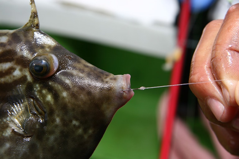 カワハギはエサを食べるのがとても上手い。小さな口でエサをついばみながら吸い込むので、アタリがないのにエサを取られてしまうこともしばしば。これがカワハギ釣りの面白さに繋がっている