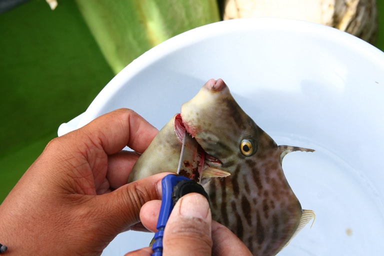 釣ったカワハギは足元に置かれた海水のバケツへ入れる。ある程度数が釣れたら、ナイフでエラから斜め前方へ切って締め、バケツに戻して血抜きをする。こうすると身や肝に血が回らないので美味しく食べられる。しばらくしたらクーラーにしまおう