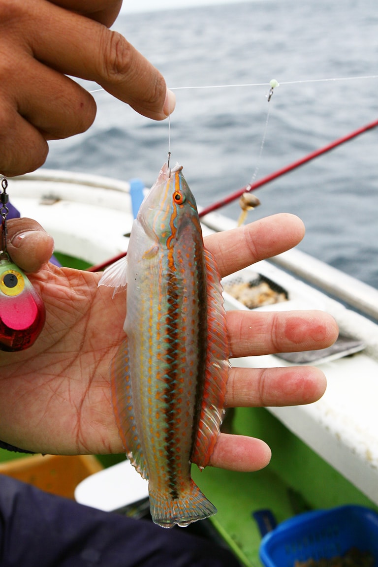 カワハギの沖釣り入門 ／カワハギの釣り方／中級編, 釣り方・釣り具解説, Honda釣り倶楽部