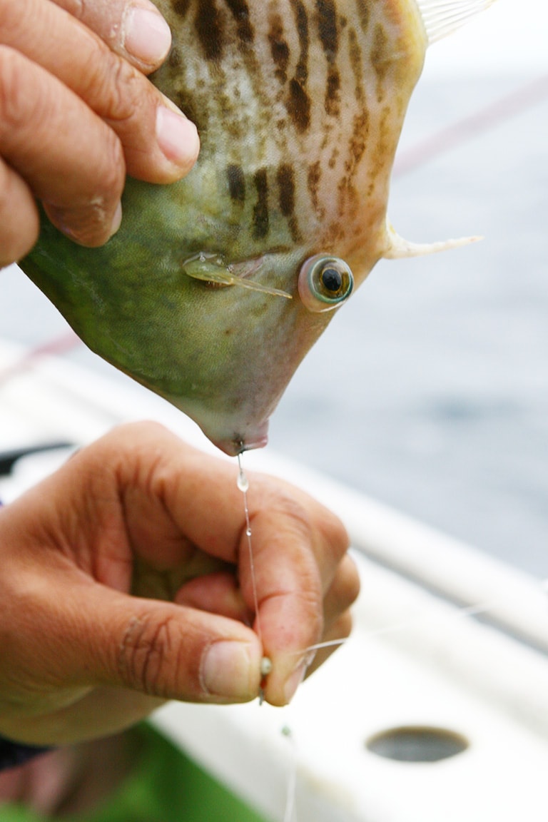 常に鋭いハリを使うことは非常に大事なポイント。カワハギが1尾釣れるごとにハリを交換してもいい。また、口からハリを外すよりも、ハリスごと交換してしまったほうがスピードアップに繋がる