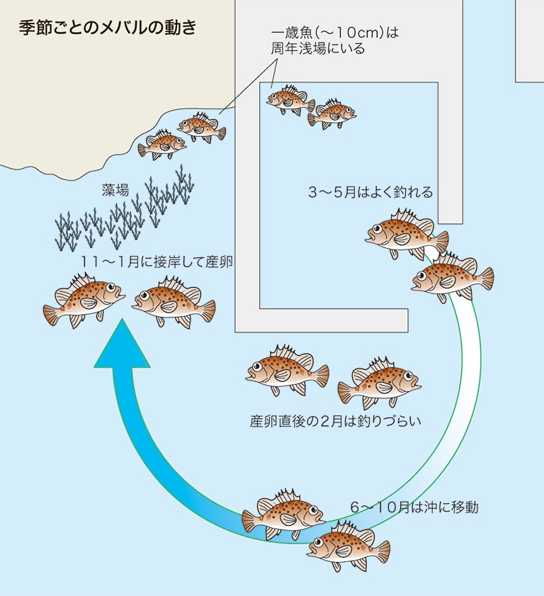 季節ごとのメバルの動き