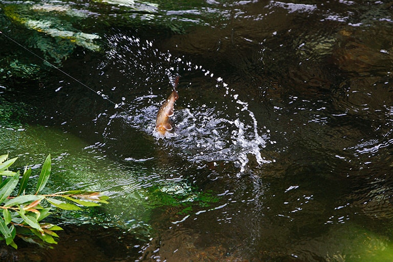 バシャッと魚が出ると、ついつい興奮して早アワセになりがち。そこをじっとガマンして、遅めのアワセを心掛ける