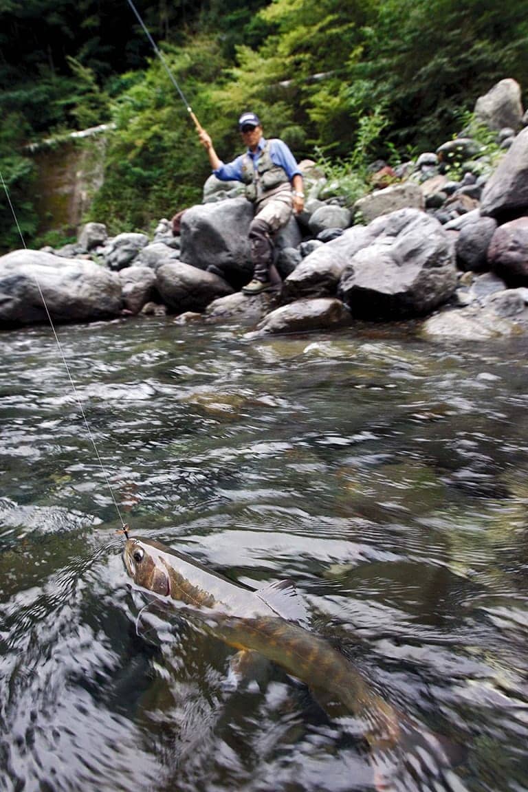 サオの弾力を活かして魚を寄せる。なおテンカラではラインがサオより長いことが多く、最後はどうしても手でラインを手繰る必要が出てくる