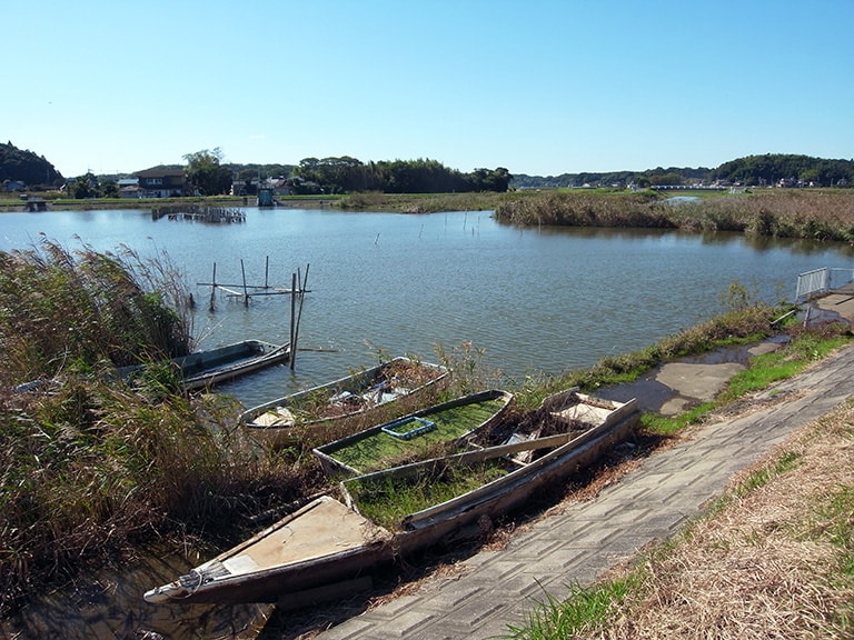 大きな湖には大小多数の流入河川があり、タナゴの格好の生息地になっている。特に流れ込み付近の止水域は、オオタナゴが好むようだ