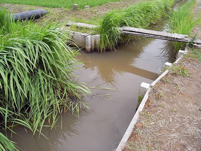 このようなホソや水路群は土手下のほか田畑の中にも張り巡らされており、地域によって水色や水深、流速などの水況が異なる。タナゴの仲間とともにクチボソ（モツゴ）、タモロコといった小魚や小ブナが釣れることも多く、これはこれでタナゴ五目釣りの楽しみだろう