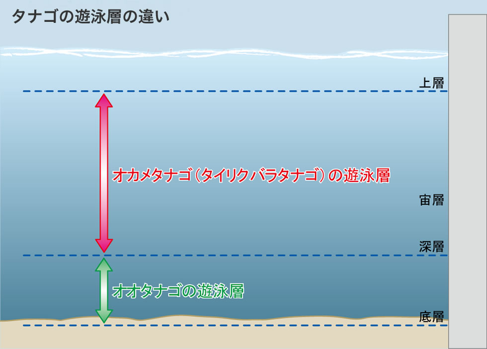 タナゴの遊泳層の違い