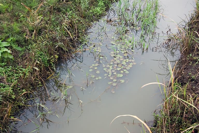 タイリクバラタナゴは、枯れ草や水草など障害物周りの下に潜んでいるケースが多い。水草の隙間をあちらこちらと突っついてみて、小深い穴を見つけることがキーポイントだ