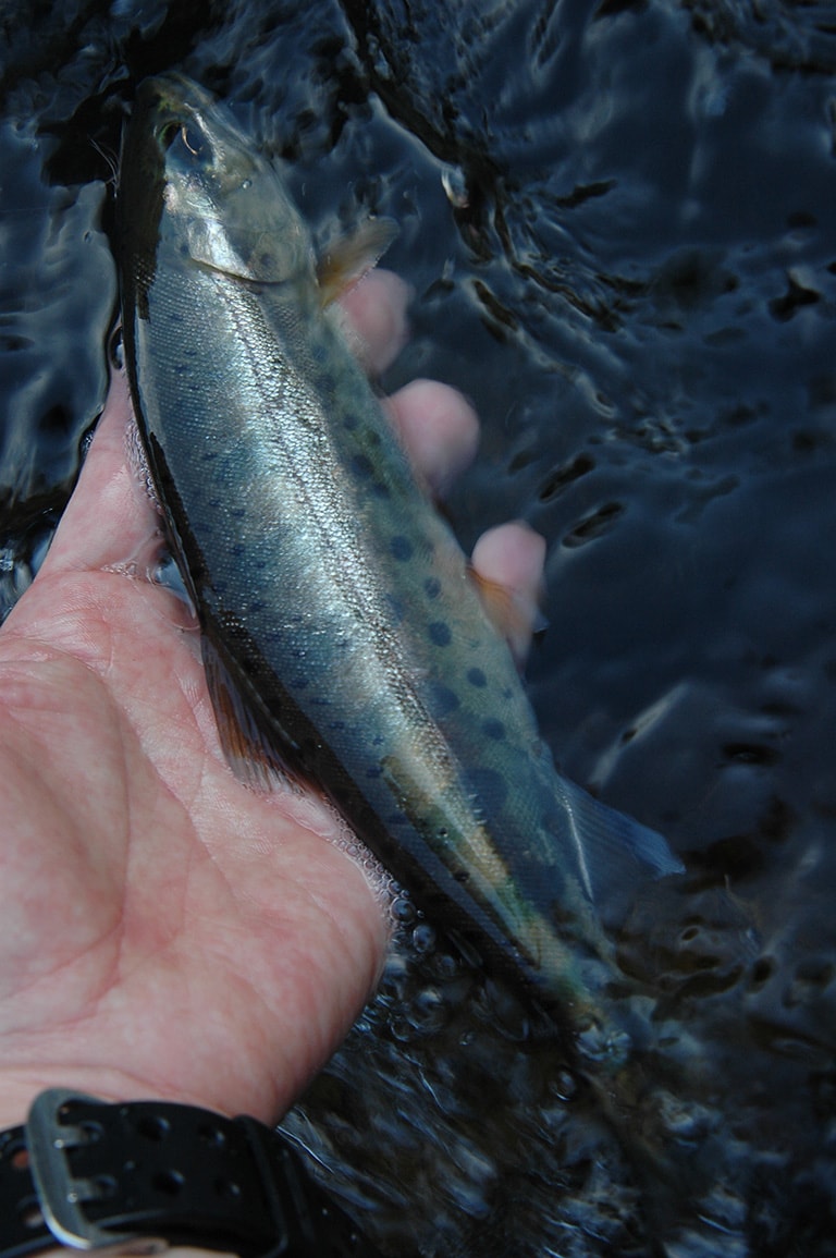 そっと魚を流れに戻せば自然に泳ぎだしていくので、リリースはゆっくりと行なおう