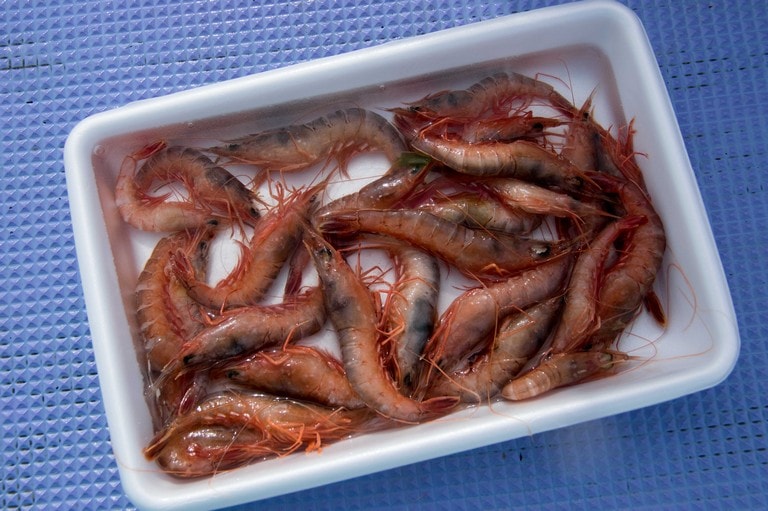 エサは〝サルエビ〟の通称で呼ばれる海産エビの冷凍品。一つテンヤマダイの釣りには全長8cm前後が適している。解凍したあと余分な海水は捨てておく