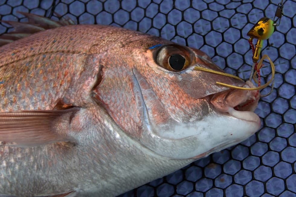 小さなアタリだけで釣り逃したと思ったときは、間を置かずにテンヤを再度落とし込むとヒットすることがよくある。釣果を伸ばす隠れたコツだ