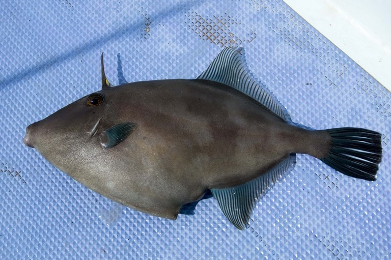 フグと並ぶエサ取り魚のウマヅラハギ。カワハギ同様に美味しく食べられる