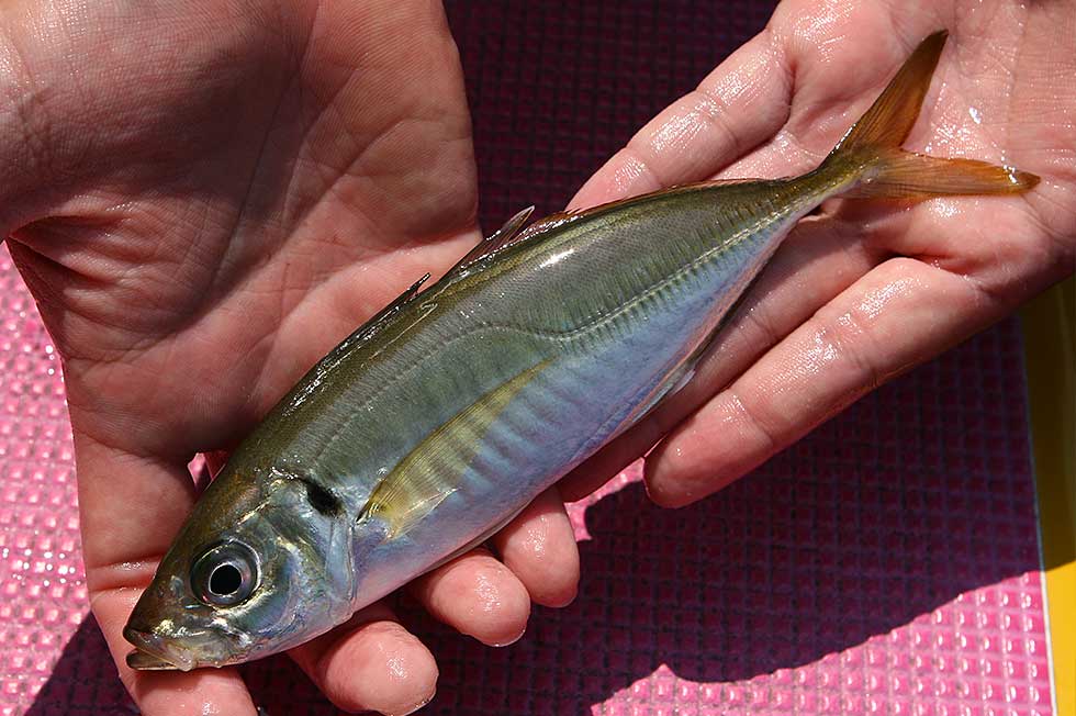 初めての アジング 入門 おなじみの美味魚をルアーでねらう 釣り方 釣り具解説 Honda釣り倶楽部 Honda