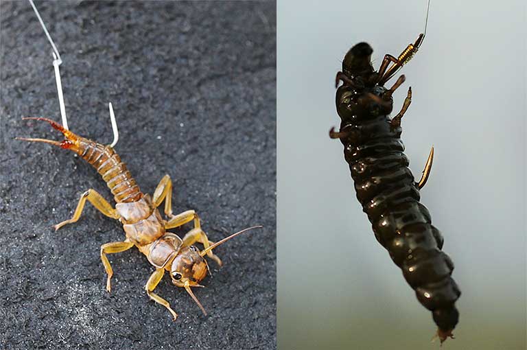 川虫にはいろいろな種類がある。左からキンパク、クロカワムシ