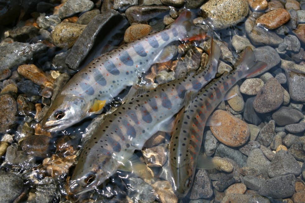 谷の宝石とも形容される渓流魚。ぜひ自分の手で釣りあげてみよう