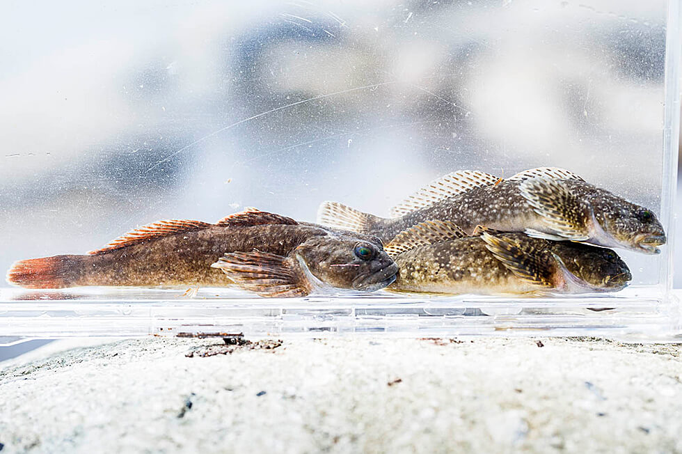 カジカの見釣り徹底解説 1 まずは対象魚の習性を知ろう 釣り方 釣り具解説 Honda釣り倶楽部 Honda